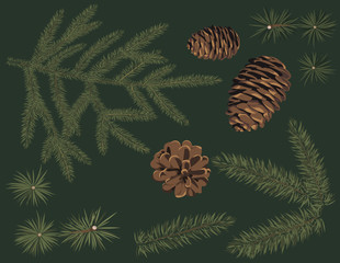 Vector set of green fir branch and pine cone . Botanical conifers with thin needle © irinazubra
