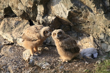 Young eagle owl, Saxony, Germany