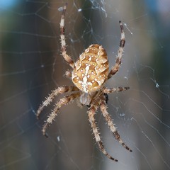 pająk krzyżak na pajęczynie