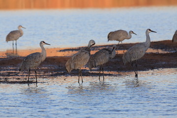 Sandhill Crane Bosque del Apache Wildlife Reserve New Mexico USA