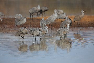 Sandhill Crane Bosque del Apache Wildlife Reserve New Mexico USA