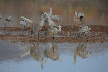 Sandhill Crane Bosque del Apache Wildlife Reserve New Mexico USA