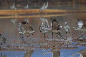 Sandhill Crane Bosque del Apache Wildlife Reserve New Mexico USA