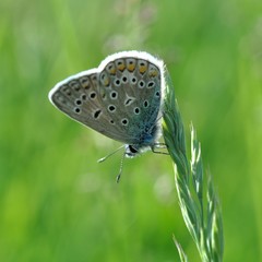 motyl i kłos trawy