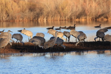Sandhill Crane Bosque del Apache Wildlife Reserve New Mexico USA