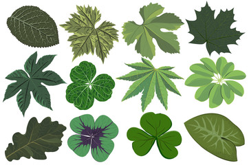 Vector set of green leaves. Herbaceous and woody foliage. Botanical illustration of plants