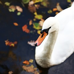 łabędź na tle tafli wody © agnieszkalll
