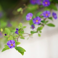 drobne fioletowe pnącze w ogrodzie © agnieszkalll