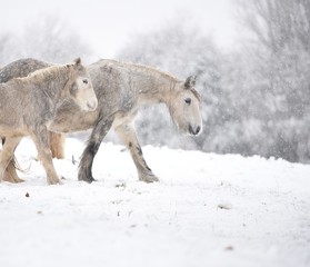 konie spacerujące po śniegu