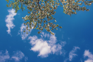 Flowering branch of an apple tree on the background of a spring blue sky and light air clouds
