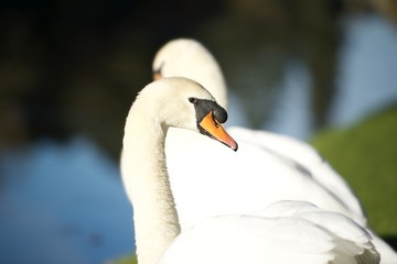 dwa łabędzie w słońcu