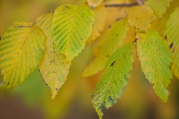 jesienne liście żołto zielone © agnieszkalll