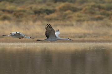 Sandhill Crane Bosque del Apache Wildlife Reserve New Mexico USA