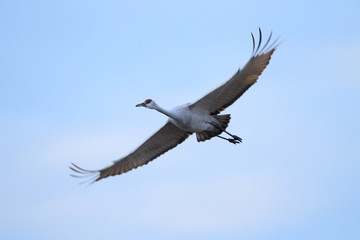 Sandhill Crane Bosque del Apache Wildlife Reserve New Mexico USA
