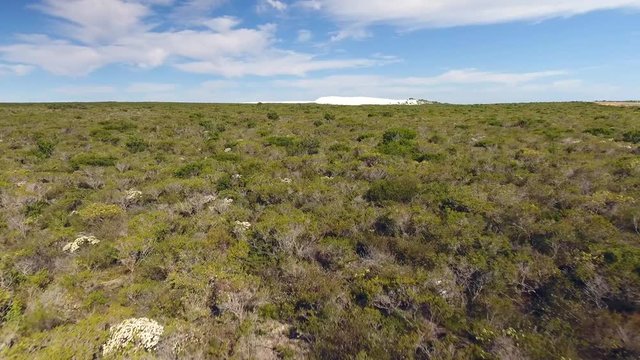 Drohnenflug über Vegetation in West-Australien in Flugrichtung einer Sanddüne