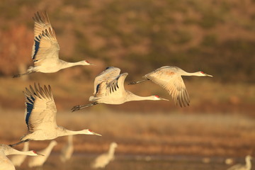 Sandhill Crane Bosque del Apache Wildlife Reserve New Mexico USA