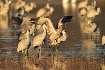 Sandhill Crane Bosque del Apache Wildlife Reserve New Mexico USA