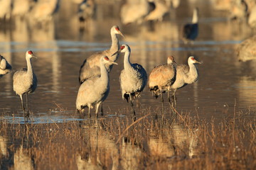 Sandhill Crane Bosque del Apache Wildlife Reserve New Mexico USA