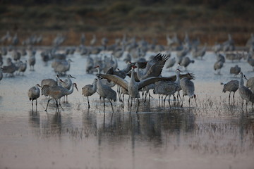 Sandhill Crane Bosque del Apache Wildlife Reserve New Mexico USA