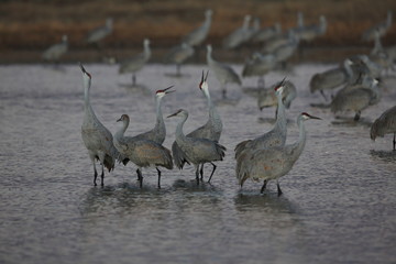 Sandhill Crane Bosque del Apache Wildlife Reserve New Mexico USA