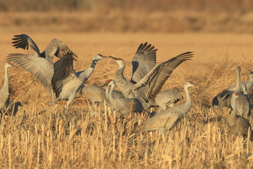 Sandhill Crane Bosque del Apache Wildlife Reserve New Mexico USA