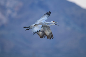 Sandhill Crane Bosque del Apache Wildlife Reserve New Mexico USA