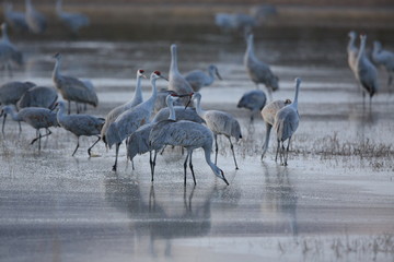 Sandhill Crane Bosque del Apache Wildlife Reserve New Mexico USA