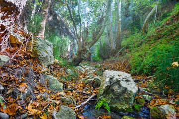 Autumn forest landscape