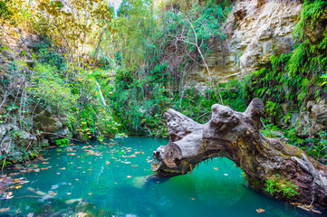 Autumn forest landscape