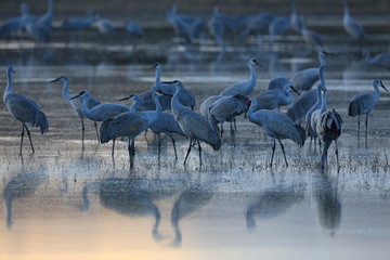 Sandhill Crane Bosque del Apache Wildlife Reserve New Mexico USA