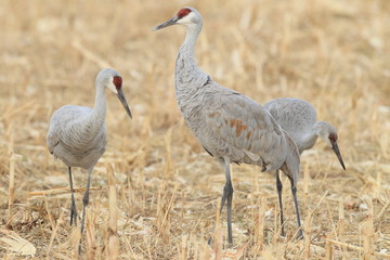 Sandhill Crane Bosque del Apache Wildlife Reserve New Mexico USA