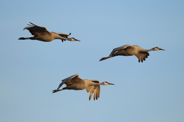 Sandhill Crane Bosque del Apache Wildlife Reserve New Mexico USA