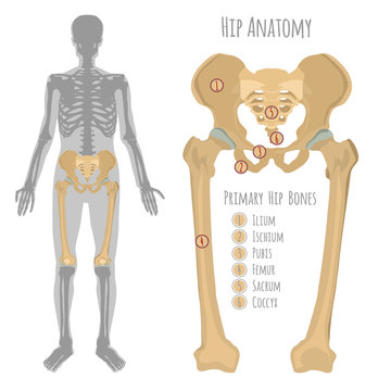 Male hip bone anatomy