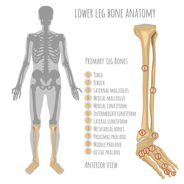 Lower leg bone anatomy