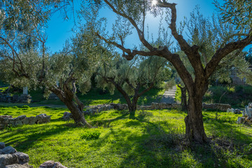 Olive trees in Kerameikos archaeological site in Athens Greece