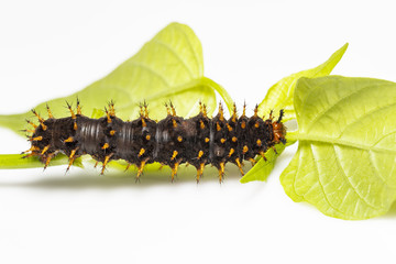 Caterpillar of great eggfly butterfly ( Hypolimnas bolina Linnaeus ) on leaf