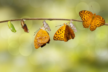 Transformation from chrysalis of common leopard butterfly ( Phalanta ) hanging on twig