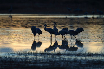 Sandhill Crane Bosque del Apache Wildlife Reserve New Mexico USA