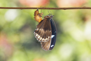 Great  female eggfly butterfly ( Hypolimnas bolina Linnaeus ) emerged from chrysalis