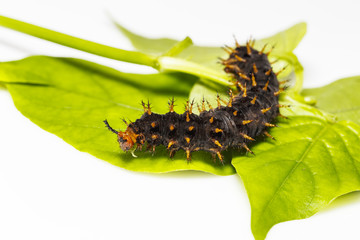 Caterpillar of great eggfly butterfly ( Hypolimnas bolina Linnaeus ) on leaf