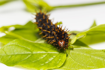 Caterpillar of great eggfly butterfly ( Hypolimnas bolina Linnaeus ) on leaf