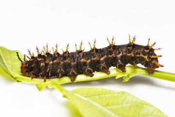 Caterpillar of great eggfly butterfly ( Hypolimnas bolina Linnaeus ) on leaf