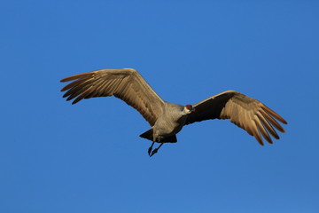 Sandhill Crane Bosque del Apache Wildlife Reserve New Mexico USA