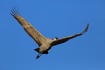 Sandhill Crane Bosque del Apache Wildlife Reserve New Mexico USA
