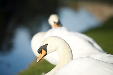 łabędzie nad wodą w słoneczny dzień w parku © agnieszkalll