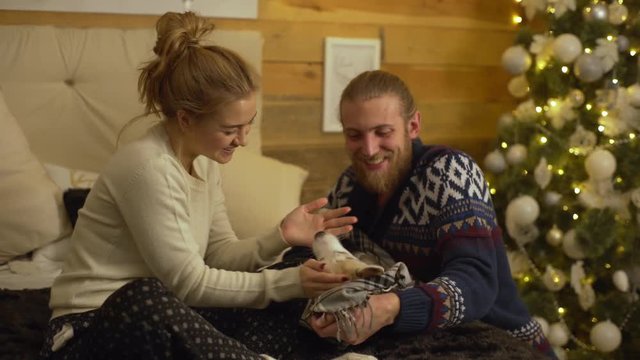 Home picture of caucasian man making surprise for her girlfriend at New Year Eve giving little husky dog as present under Christmas tree celebrating holiday together