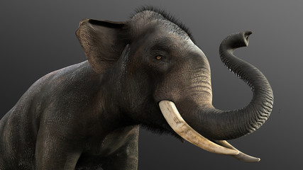 3d Illustration elephant isolate on back background, Elephant in dark with clipping path.