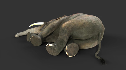 3d Illustration elephant isolate on back background, Elephant in dark with clipping path.