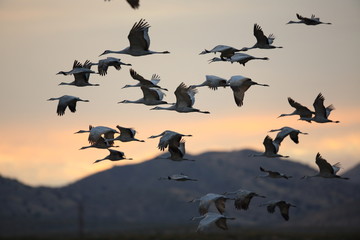 Sandhill Crane Bosque del Apache Wildlife Reserve New Mexico USA