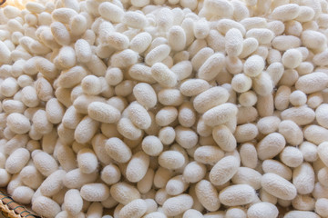  Silk worm this is a source of silk thread and silk fabric.